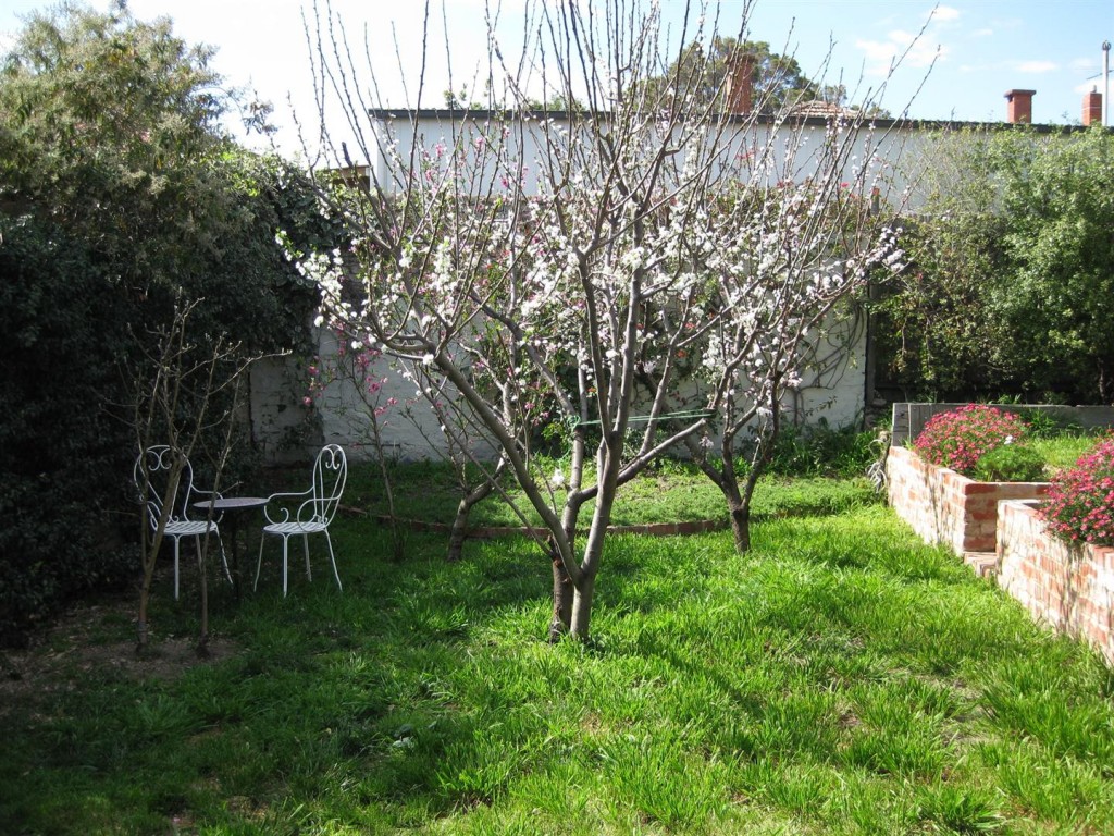 Fruit Trees - Small Spaces Garden Design